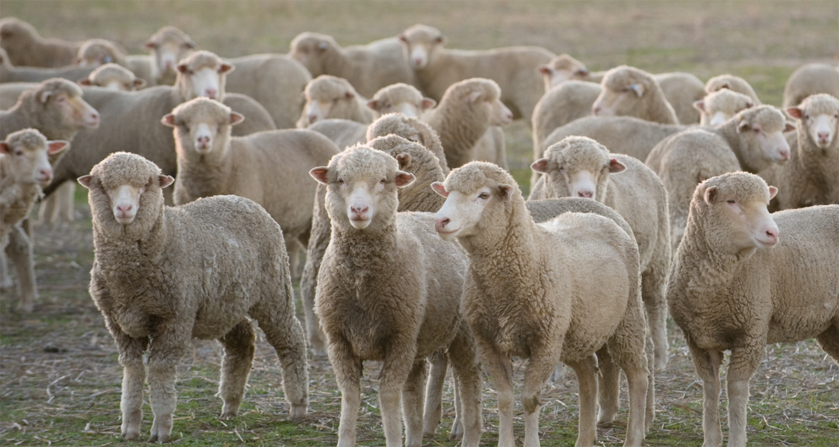 AWU provides advice for shearers on COVID-19 outbreak - The Australian ...